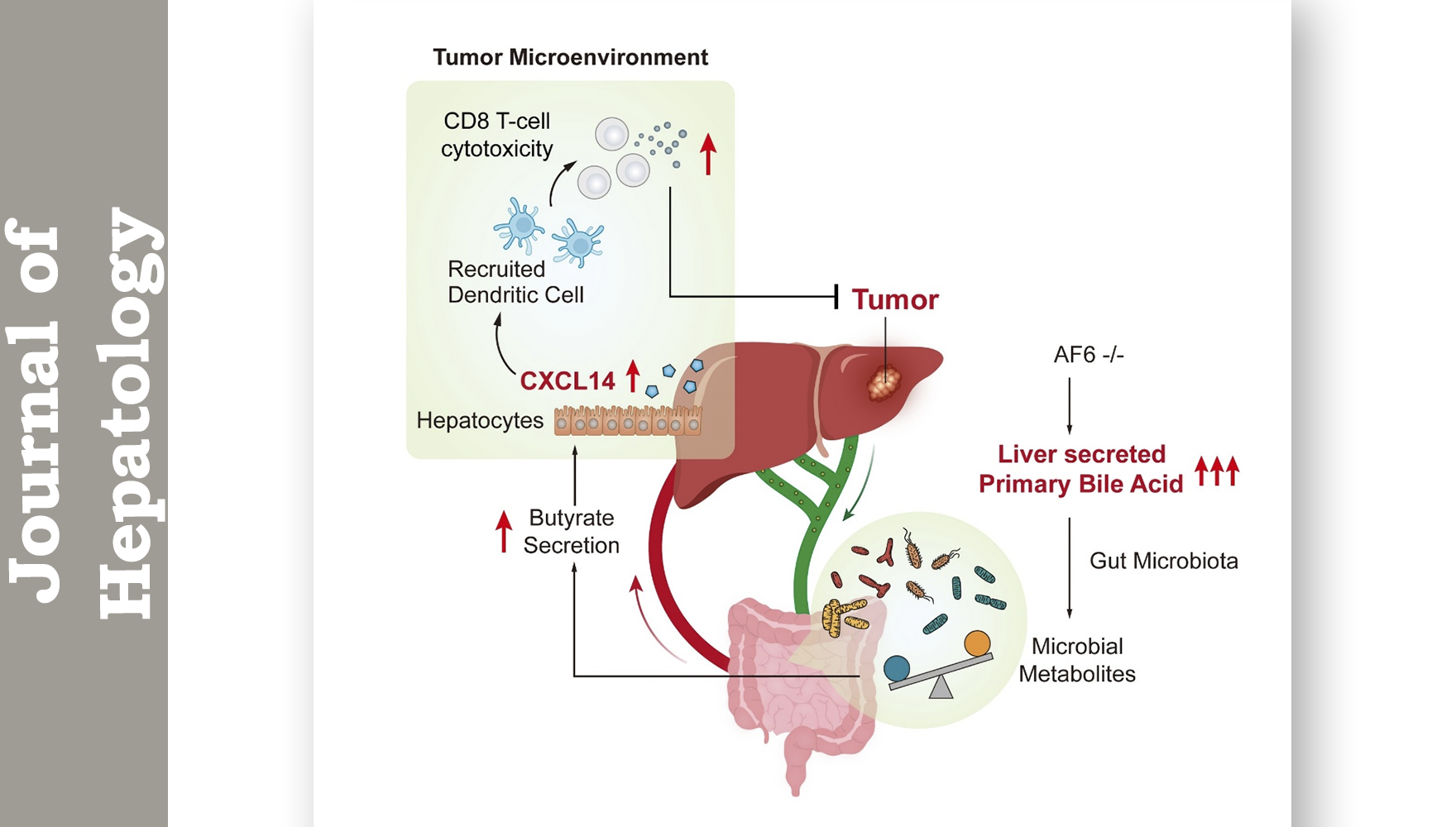 營養(yǎng)與健康所詹麗杏研究組合作揭示肝癌中膽汁酸代謝-免疫作用軸調(diào)控抗腫瘤免疫新機制